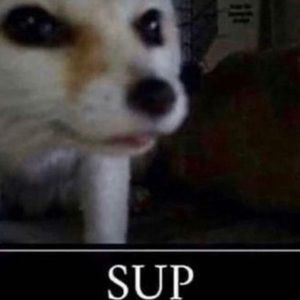 Meet your Posher, Harrison